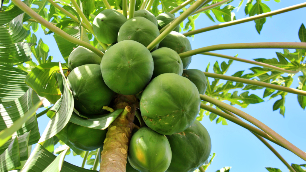 Papaya Leaf Juice for Dengue
